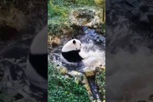 Giant Panda Playing in Water Cute Animal Video @briar985 #shorts #animals #tiktok #giantpanda #panda