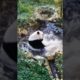 Giant Panda Playing in Water Cute Animal Video @briar985 #shorts #animals #tiktok #giantpanda #panda