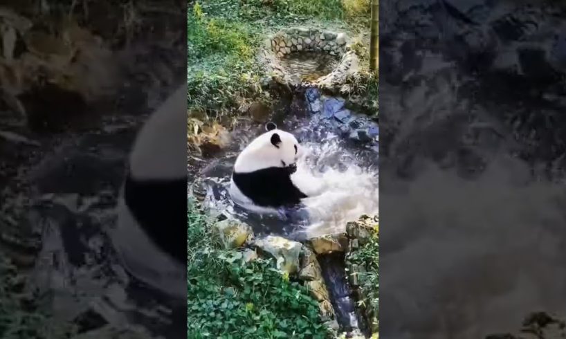 Giant Panda Playing in Water Cute Animal Video @briar985 #shorts #animals #tiktok #giantpanda #panda