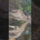 Giraffe fight(2022)animal fighting #short #youtube #viral