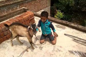 Goat with a Child Playing 2022#funny #goat #trendingvideo #animals#mahadeomukundavlog #vlog#trending