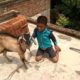 Goat with a Child Playing 2022#funny #goat #trendingvideo #animals#mahadeomukundavlog #vlog#trending