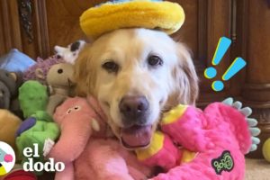Golden retriever rescatado de un criadero trata su primer juguete como un bebé | El Dodo