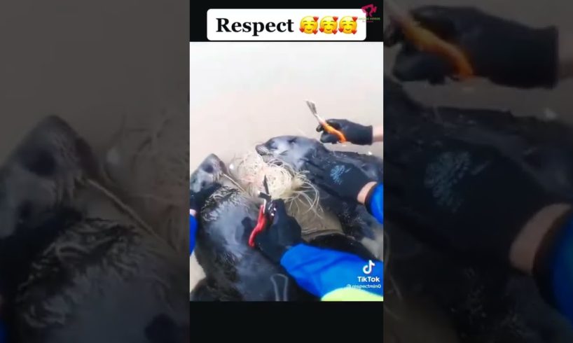Good Job - Totally Respect 👌 --Animal Rescue