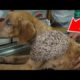 HELP ME!! Remove 30000+ MAGGՕTS From Blind Dog! Deworming Dog & Animal Rescue!