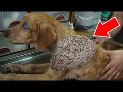 HELP ME!! Remove 30000+ MAGGՕTS From Blind Dog! Deworming Dog & Animal Rescue!