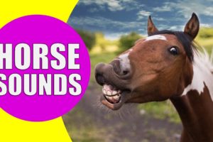 HORSE SOUNDS | Learn Animals with Kiddopedia #Shorts