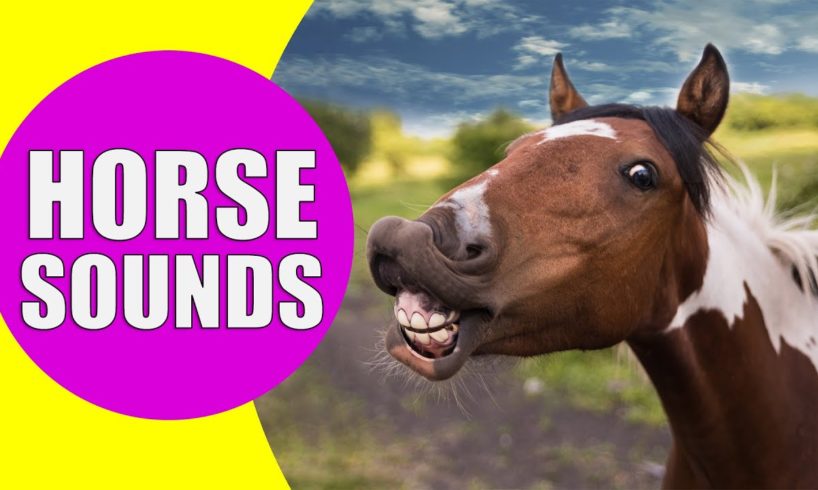 HORSE SOUNDS | Learn Animals with Kiddopedia #Shorts