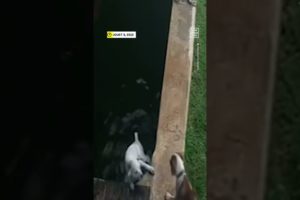 Heroic Dog Rescues Fellow Pup From Pond