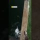 Heroic Dog Rescues Fellow Pup From Pond