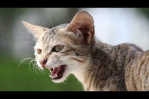 Homeless Cat Asking For Help | Cat Rescue Videos
