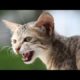 Homeless Cat Asking For Help | Cat Rescue Videos