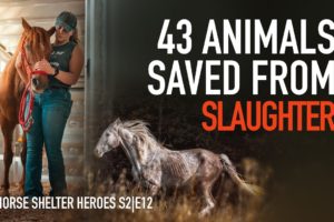 Horse Shelter Heroes | S2E12 | Full Episode