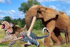 How Wonderful! The Ferocious Elephant Rescues Baboon From Leopard brutal killing | Animal World