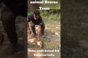 How a rescue team saves a dog life from point of deth | #shorts #shortsvideo #short #animalrescues