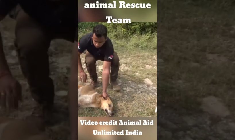 How a rescue team saves a dog life from point of deth | #shorts #shortsvideo #short #animalrescues