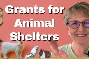 How to Find the Right Grants for Your Local Animal Shelter
