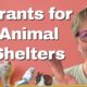 How to Find the Right Grants for Your Local Animal Shelter