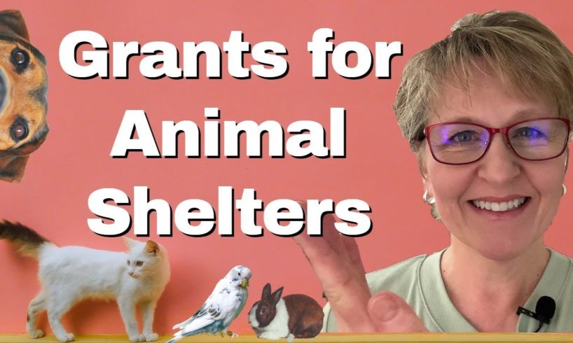 How to Find the Right Grants for Your Local Animal Shelter