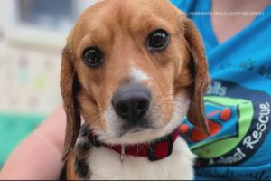 How to adopt one of 4,000 beagles rescued from a Virginia facility