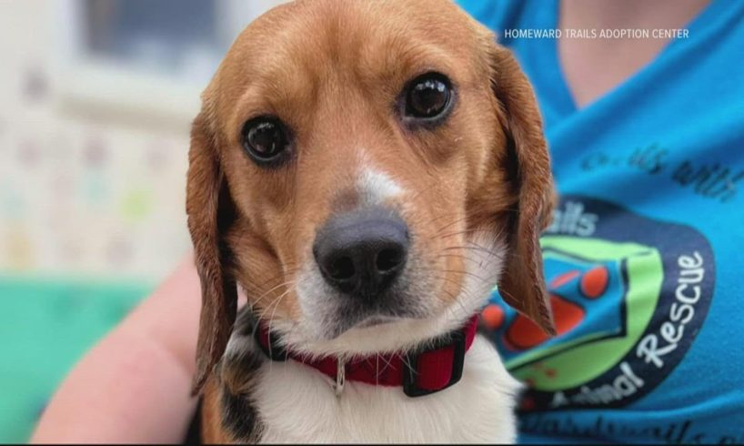 How to adopt one of 4,000 beagles rescued from a Virginia facility