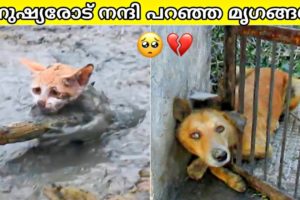 Humans Rescued Animals, And Got Thanked In The Cutest Way