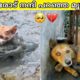Humans Rescued Animals, And Got Thanked In The Cutest Way