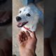 I am playing with little White Puppy 🐕 /Most Funniest vedio Complitation 🤣😁#subscribe #funnymoment