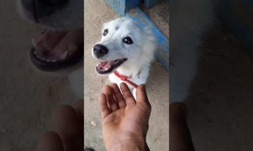 I am playing with little White Puppy 🐕 /Most Funniest vedio Complitation 🤣😁#subscribe #funnymoment