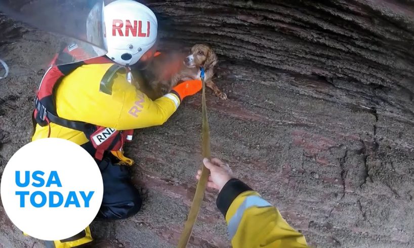 Injured dog rescued after falling 100 feet down cliff | USA TODAY