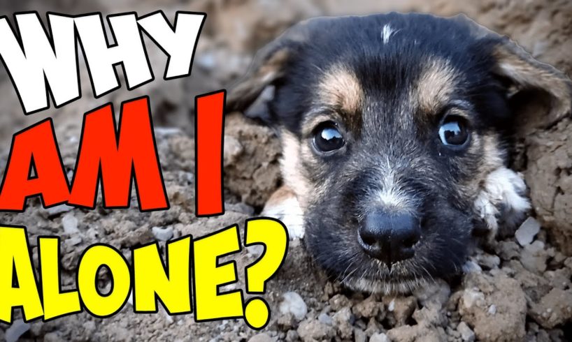 Innocent Puppy Can't Understand Why He Was Abandoned