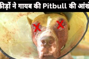 Iss pitbull ke iss haal ke piche kiska hath hai | Pitbull dog rescue