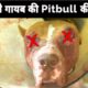 Iss pitbull ke iss haal ke piche kiska hath hai | Pitbull dog rescue