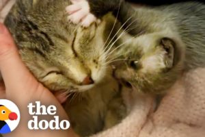 Kitten Left Without a Home is Adopted by One Special Momma | The Dodo Little But Fierce