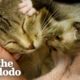 Kitten Left Without a Home is Adopted by One Special Momma | The Dodo Little But Fierce