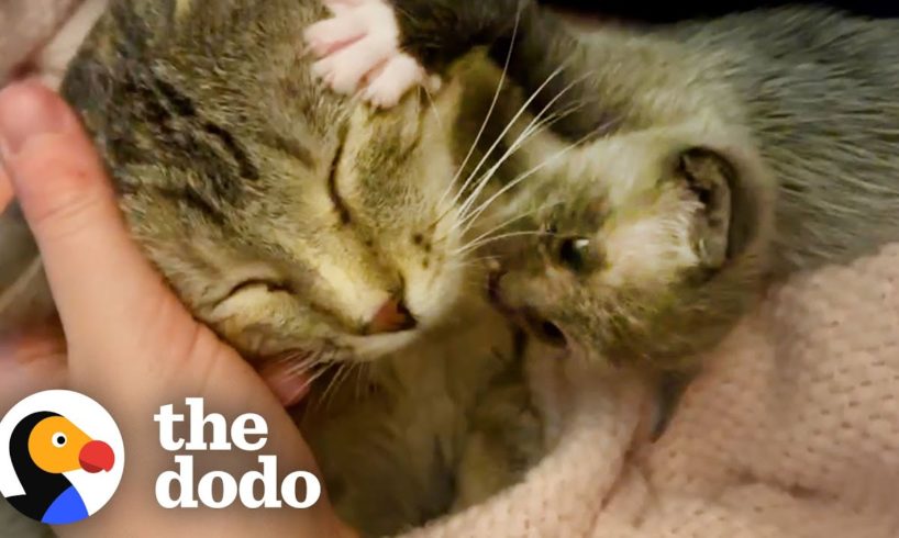 Kitten Left Without a Home is Adopted by One Special Momma | The Dodo Little But Fierce