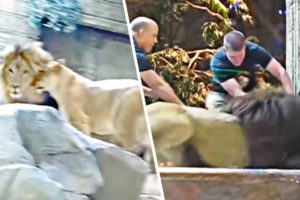 LION ATTACKS MAN IN ZOO - Near Death Captured On GoPro & Camera Compilation #5