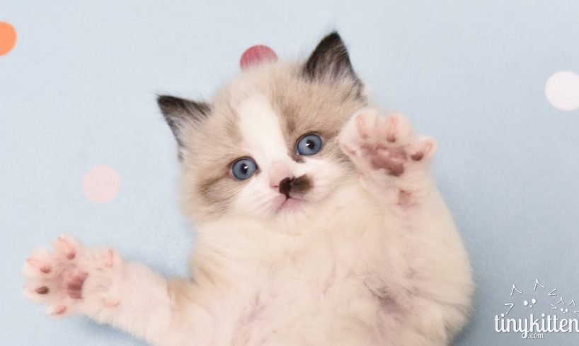 LIVE! Fritz and Cyclone need a home!