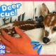 Lady Finds A Tiny, Lost Baby Deer In The Forest | Rescued! | Dodo Kids