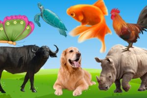 Learn Family Animals: Cat, Horse, Cow, Chicken, Duck - Farm Animal Sounds