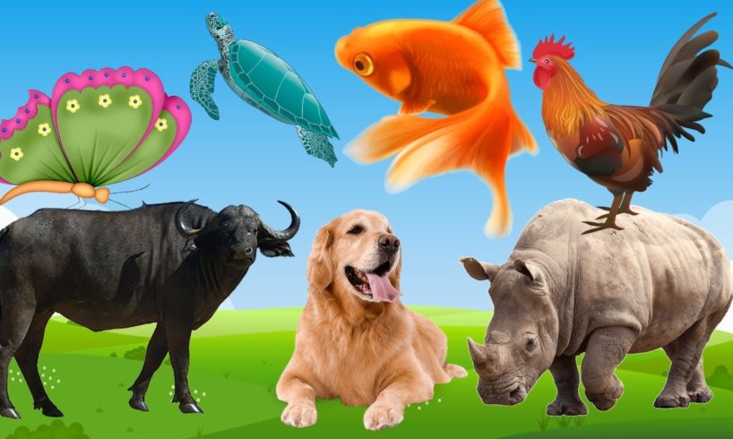 Learn Family Animals: Cat, Horse, Cow, Chicken, Duck - Farm Animal Sounds