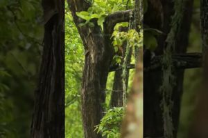 Leopard 🐆 wild life #wildlife #youtubeshorts #youtube #ytshorts #wild #4k #shorts #animal #leopard