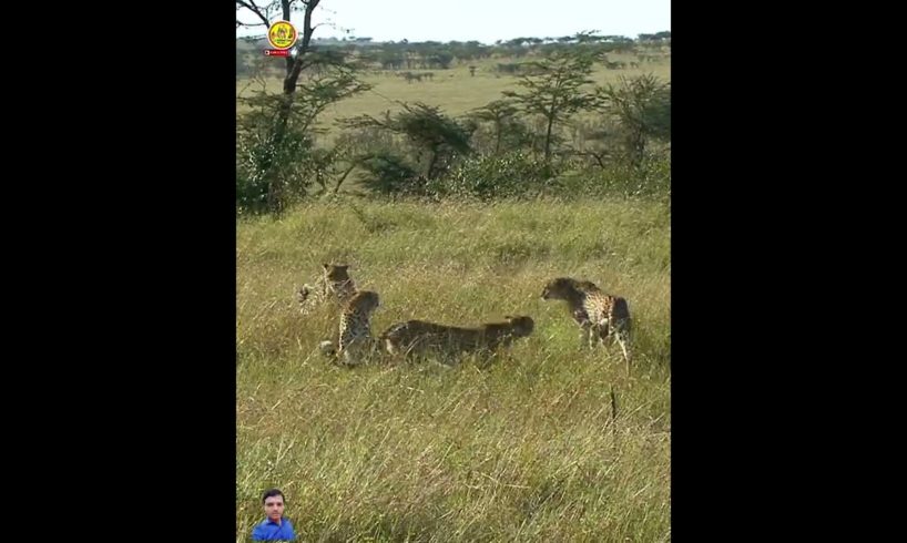 Leopards Playing in wild || Wild Animals|| #shorts