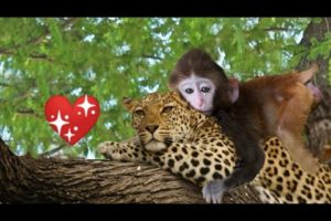 Leppard Rescued Baby Money | wild Animal Attack  | @The Dodo