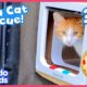 Let’s Rescue These Pizza Cats And Build Them A Catio! | Dodo Kids | Rescued!