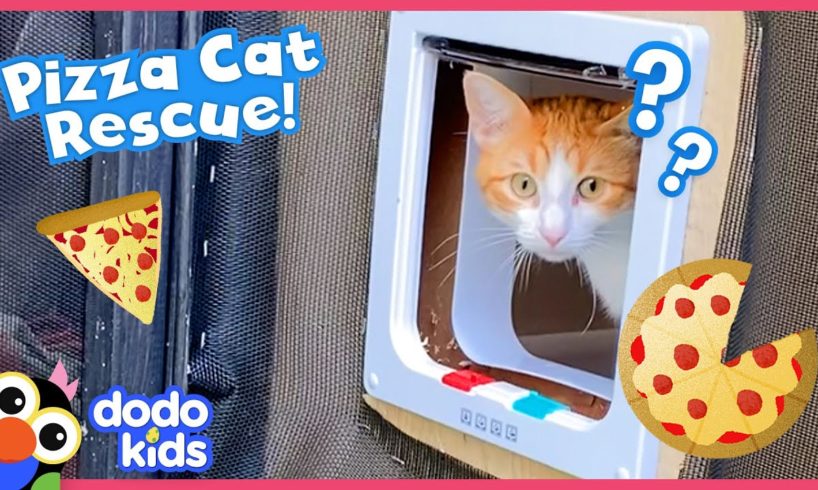 Let’s Rescue These Pizza Cats And Build Them A Catio! | Dodo Kids | Rescued!