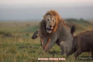 Lion Documentary 2020: The Biggest Animal Fights