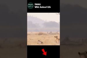 Lion Hunting Warthog #animal #shorts #shortvideo #animals