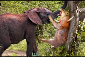 Lion Must Receive Catastrophic Failure When He Subjectively Attack Elephant || Wild Animal Attack