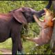 Lion Must Receive Catastrophic Failure When He Subjectively Attack Elephant || Wild Animal Attack